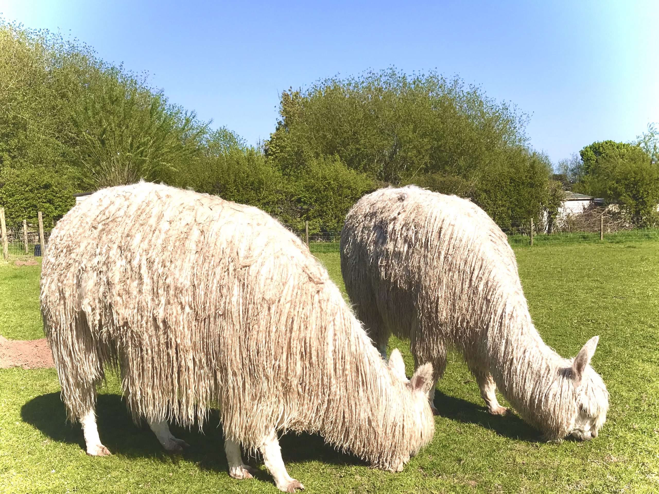 Suri Alpaca Extra Long Fleece for Dolls Wigs or Hand Spinning - Image 1