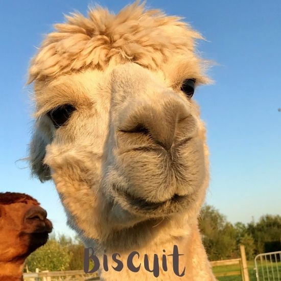 biscuit an alpaca from cadbury alpacas