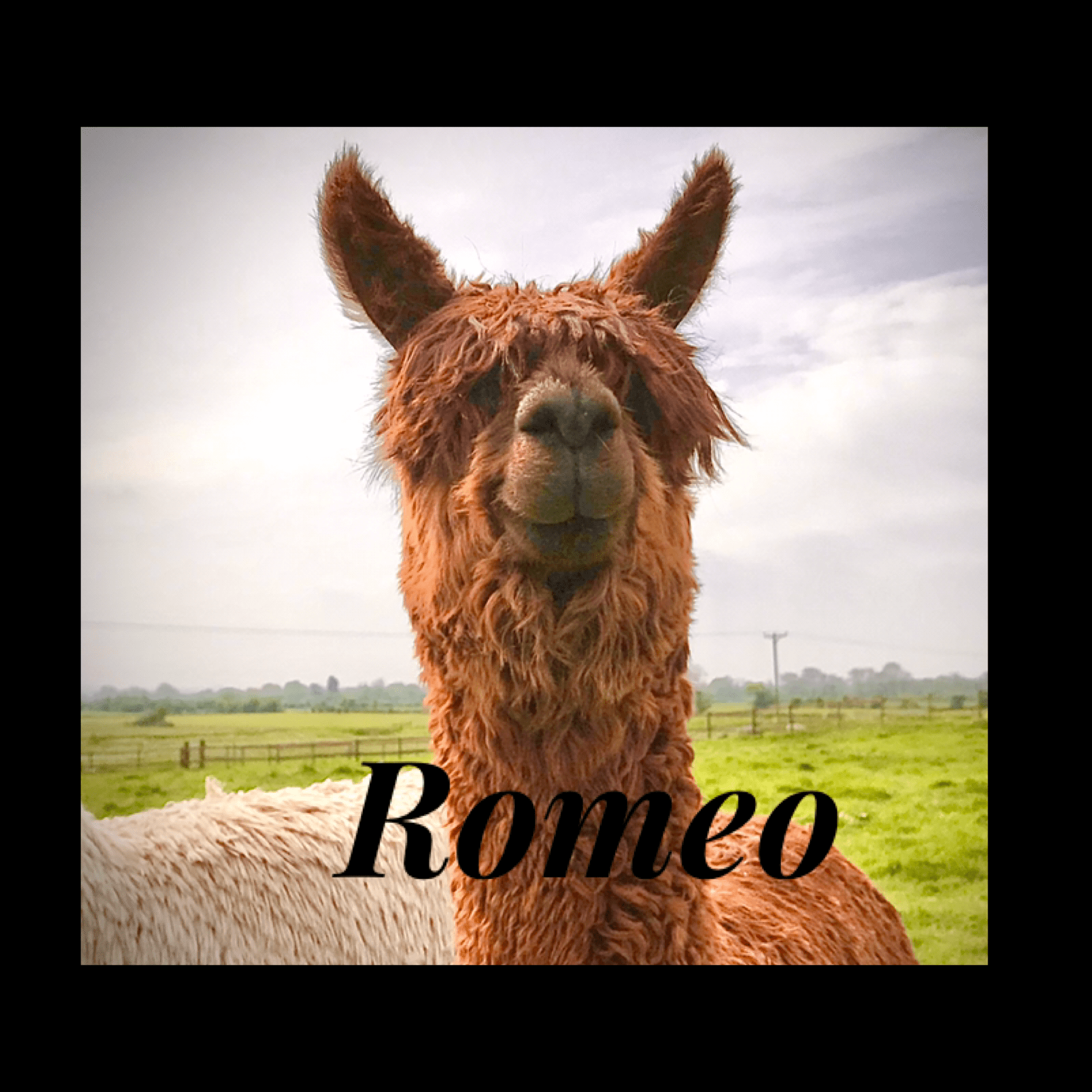 Adopt an Alpaca - Image 1