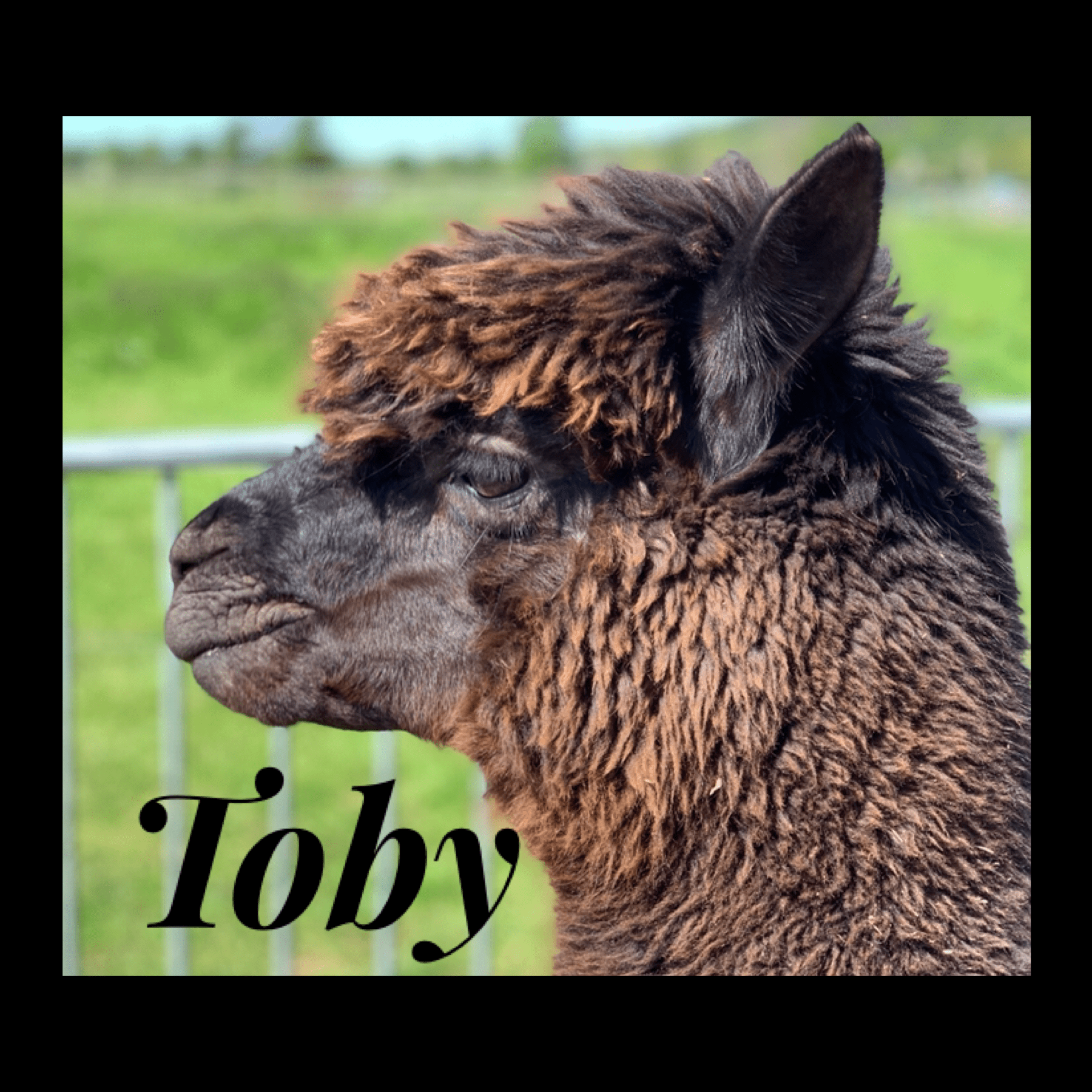 Adopt an Alpaca - Image 2