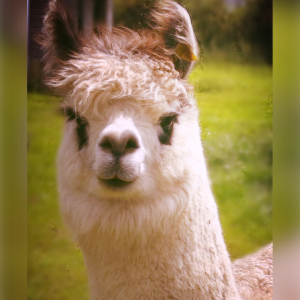 Adopt an Alpaca