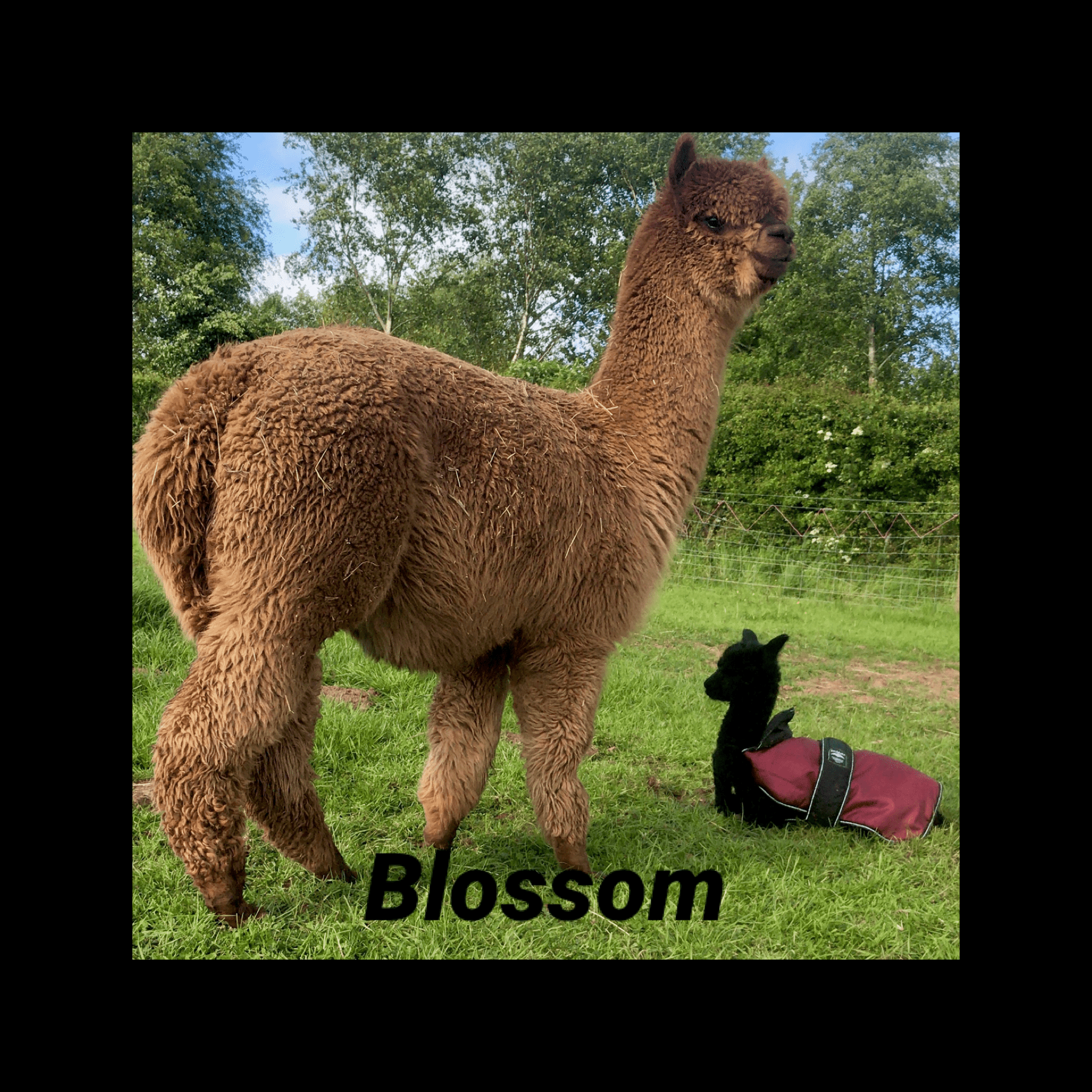 Adopt an Alpaca - Image 4