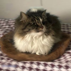 Cat Pad from Felted Alpaca