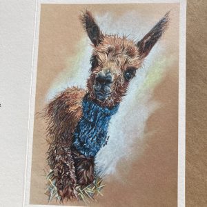 Baby Alpaca Greeting Card
