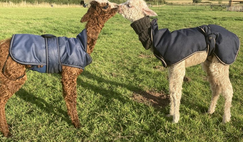 two baby cria at Cadbury Alpacas in North Somerset