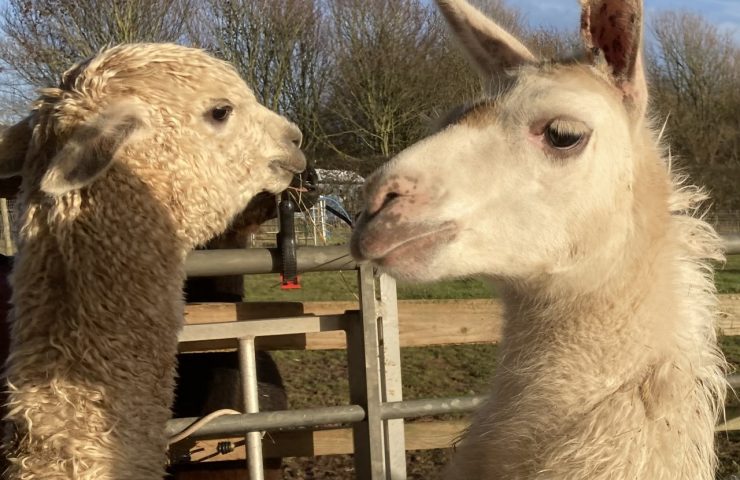 a photo showing a llama vs alpacas head side by side to show the difference