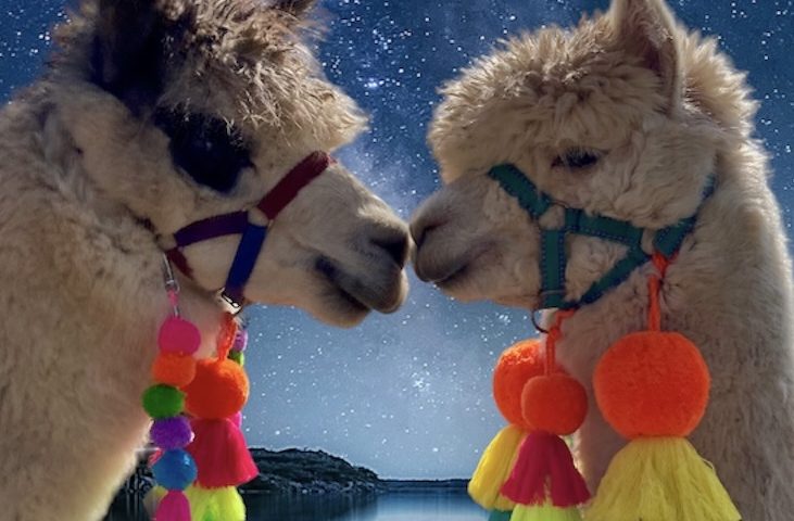 two pet alpacas