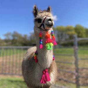 Safety Release Pompom Neck Bands