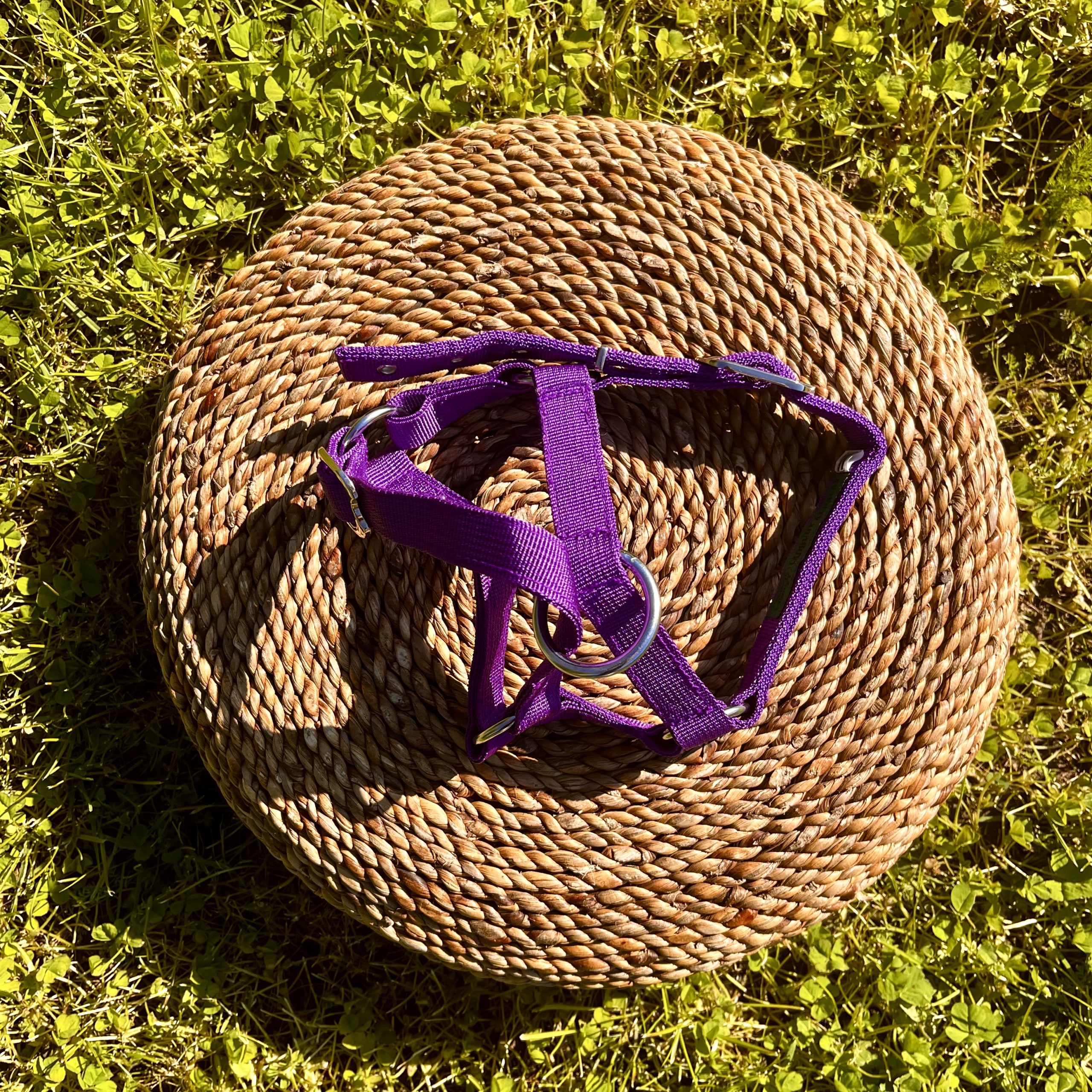 Alpaca and Llama Halters - Image 11