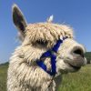 Alpaca or llama halter
