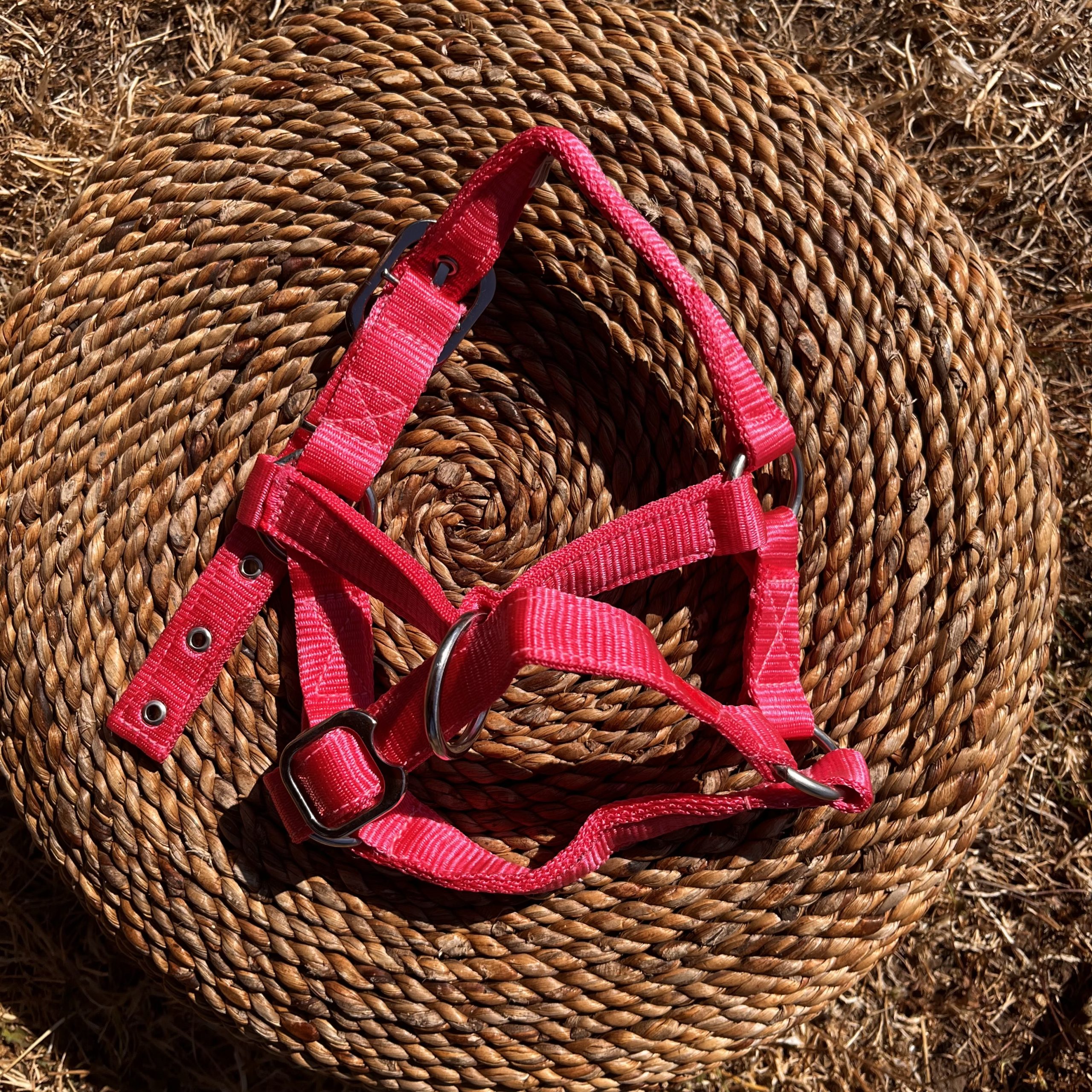 Alpaca and Llama Halters - Image 13