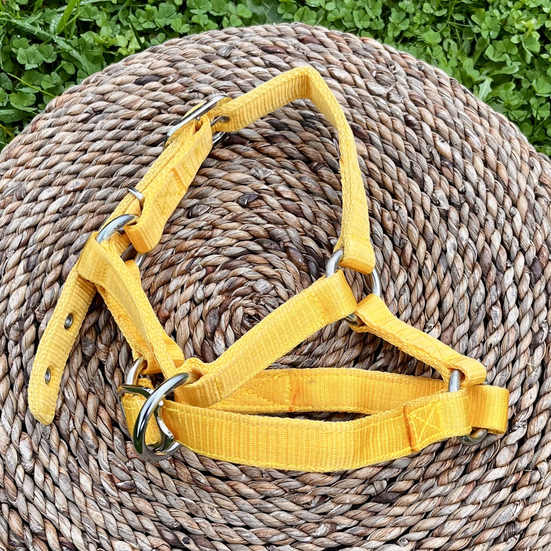 Alpaca and Llama Halters - Image 8