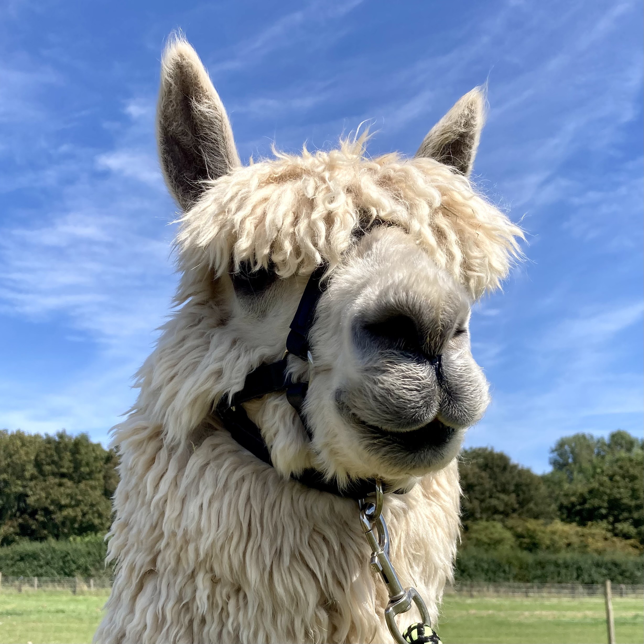 Leather Alpaca Halters - Image 10
