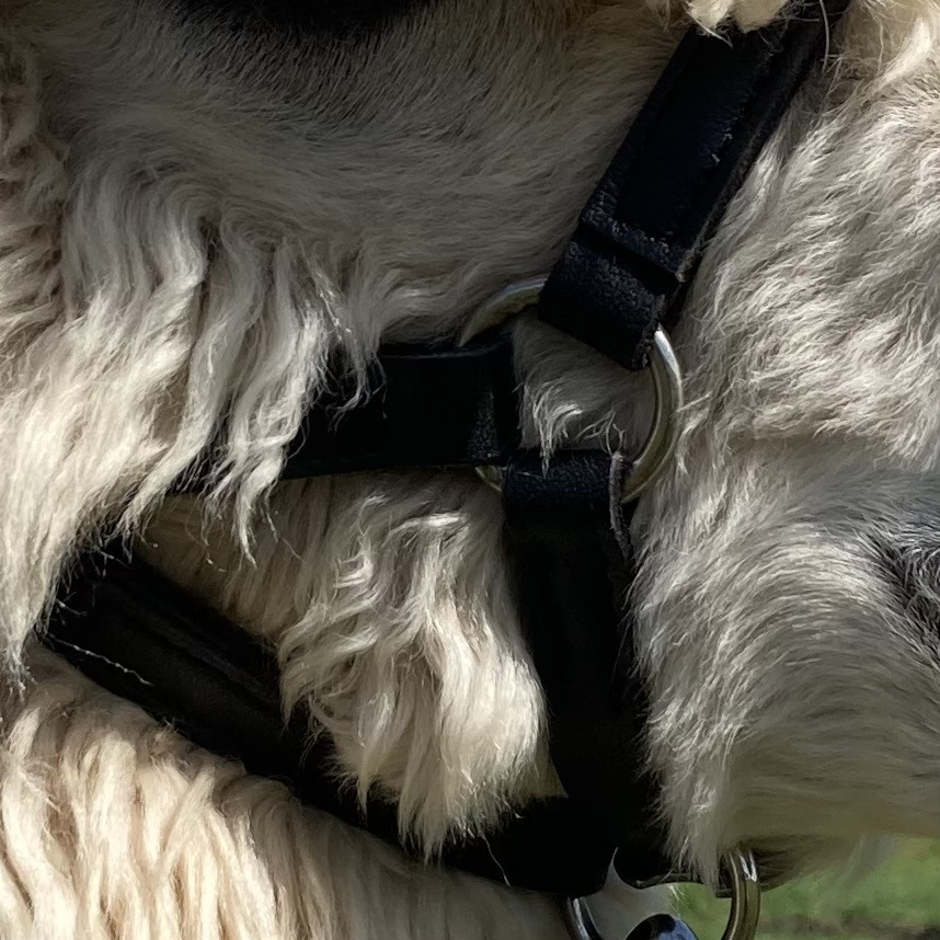 Leather Alpaca Halters - Image 11