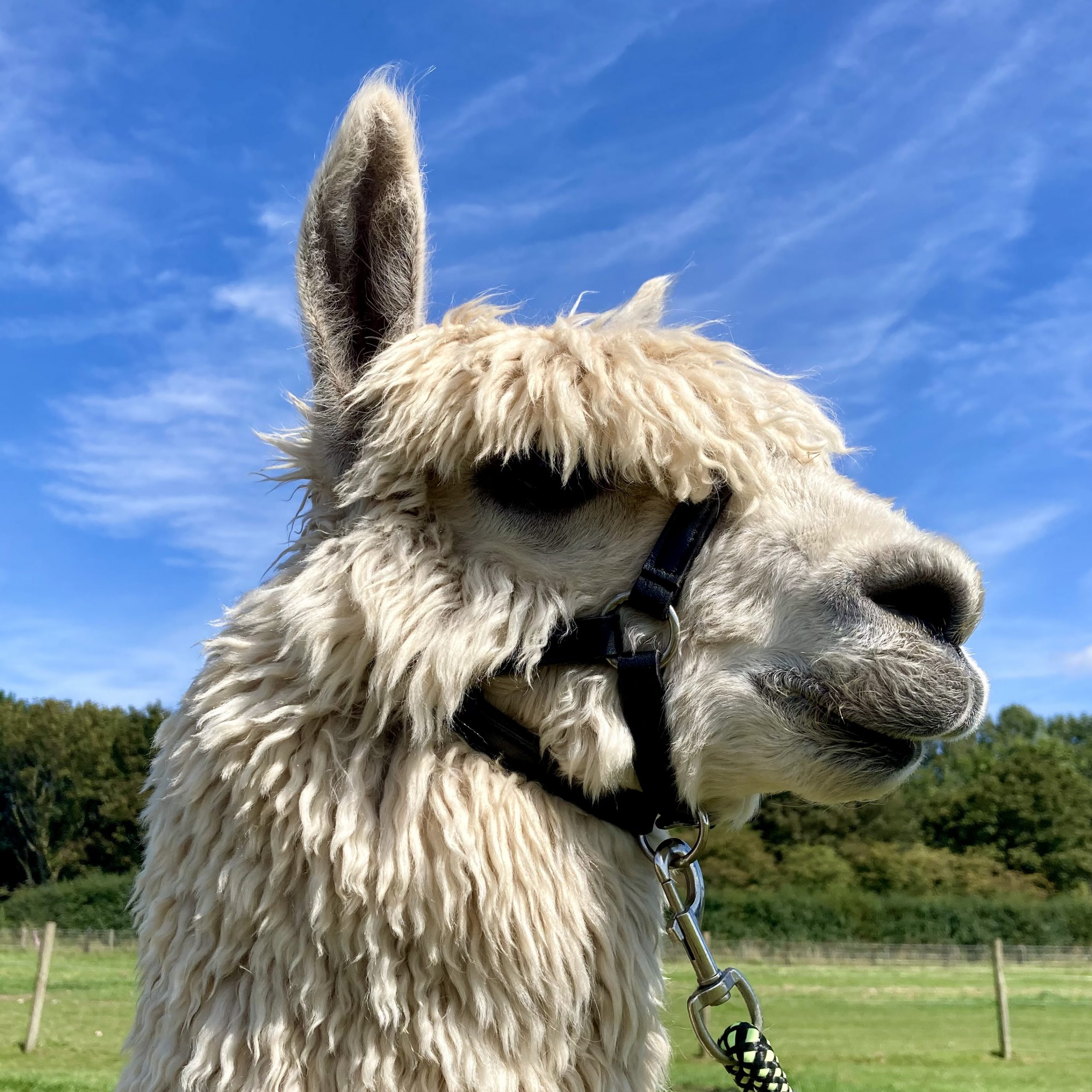 Leather Alpaca Halters - Image 1