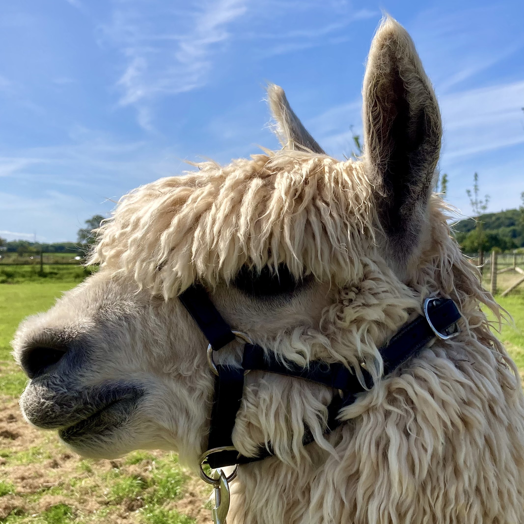 Leather Alpaca Halters - Image 4