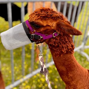 SpitGuard for Alpacas and Llamas